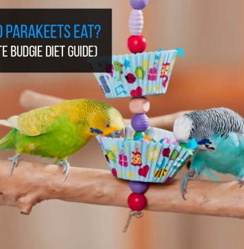 what do parakeets eat