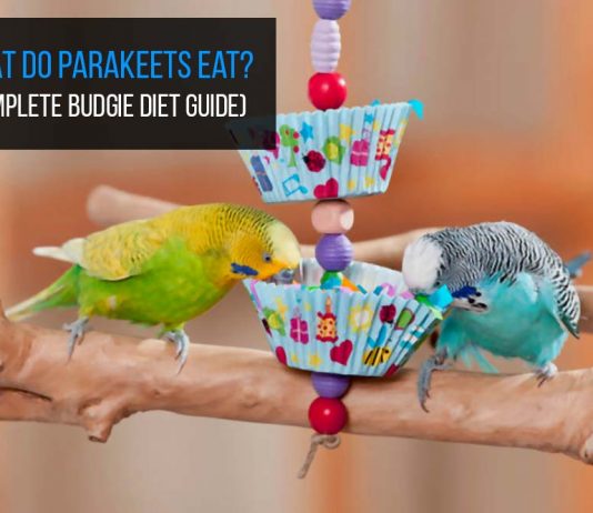 what do parakeets eat