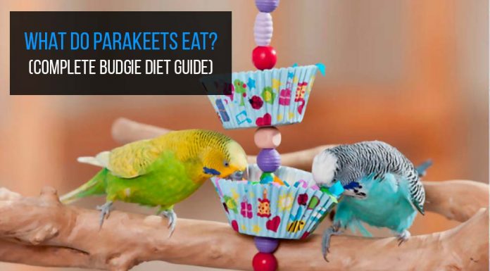 what do parakeets eat