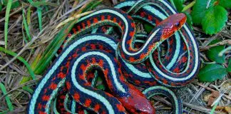 California red-sided garter snake