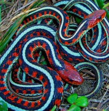 California red-sided garter snake