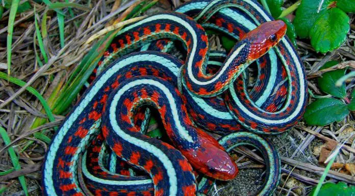 California red-sided garter snake