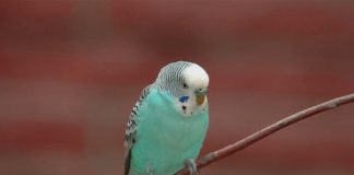 blue parakeet