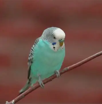 blue parakeet