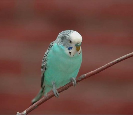 blue parakeet