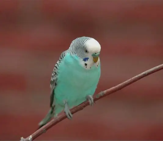 blue parakeet