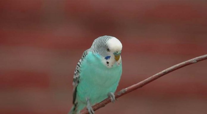 blue parakeet