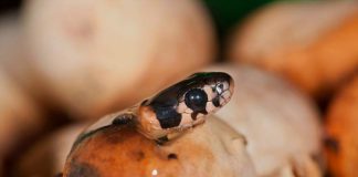snake hatching from egg