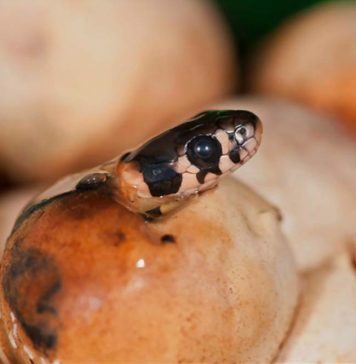 snake hatching from egg
