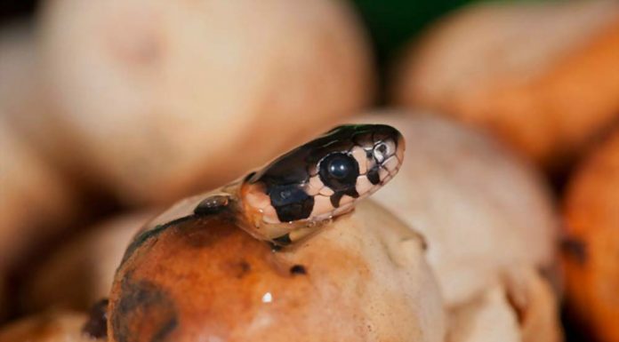 snake hatching from egg