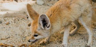 fennec fox eating
