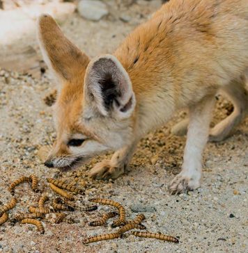 fennec fox eating