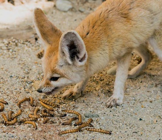 fennec fox eating