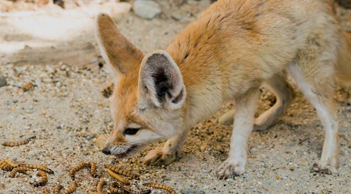 fennec fox eating