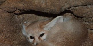 fennec fox hiding