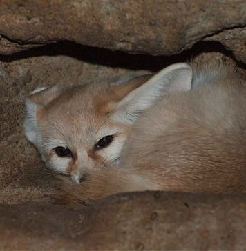 fennec fox hiding