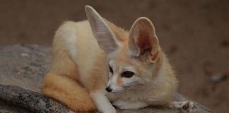 fennec fox resting