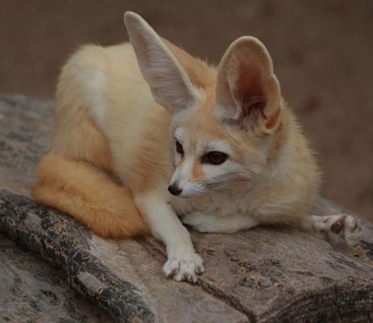 fennec fox resting