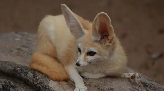 fennec fox resting