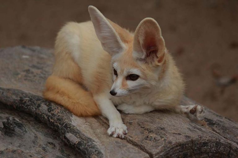 Are fennec foxes endangered? How lots of them are left within the wild