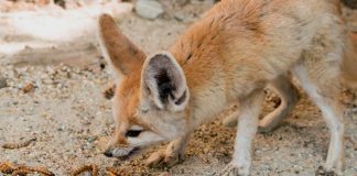 fennec fox eating