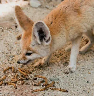 fennec fox eating