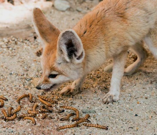 fennec fox eating