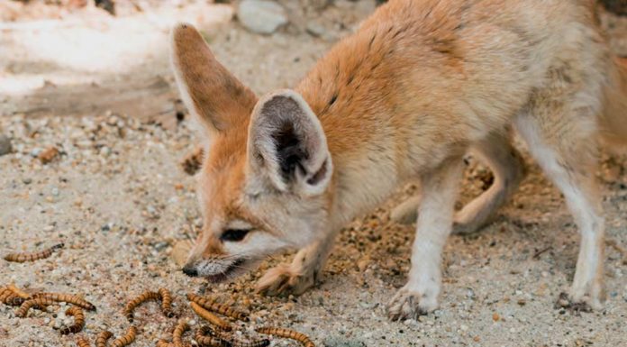 fennec fox eating