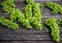 Can bearded dragons eat grapes