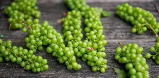 Can bearded dragons eat grapes