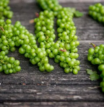 Can bearded dragons eat grapes