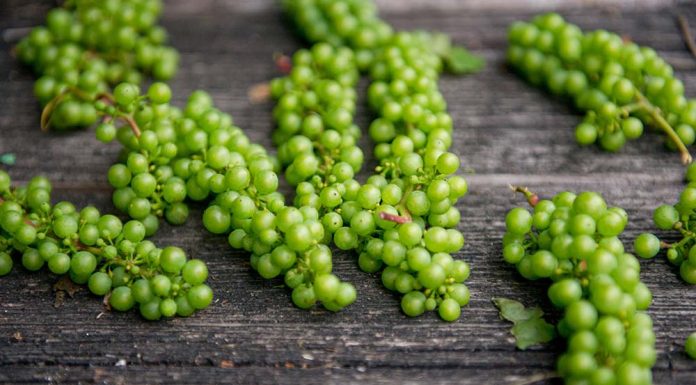 Can bearded dragons eat grapes