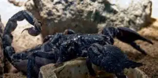 scorpion climbing