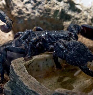 scorpion climbing