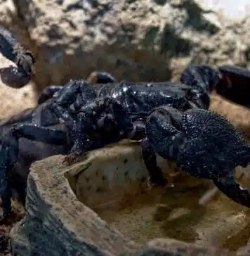 scorpion climbing