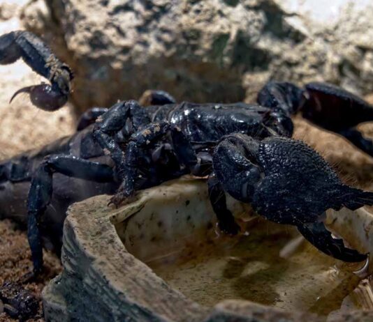 scorpion climbing