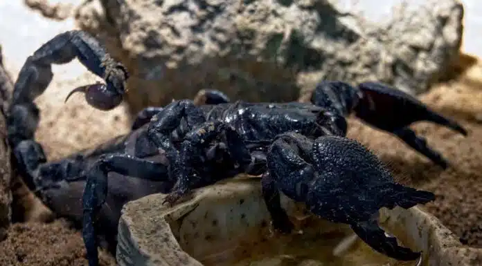 scorpion climbing
