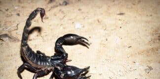 how to take care of an Emporer scorpion