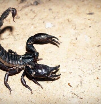 how to take care of an Emporer scorpion