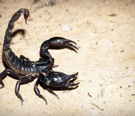 how to take care of an Emporer scorpion