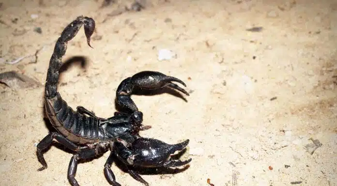 how to take care of an Emporer scorpion