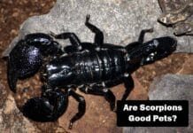 Taming the Sting: Keeping Scorpions as Pets (Is It Safe?) are scorpions for you?