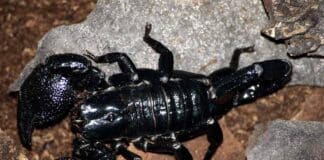 are scorpions for you?