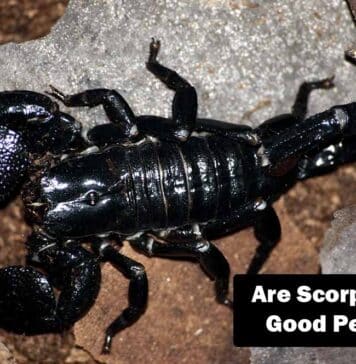 are scorpions for you?