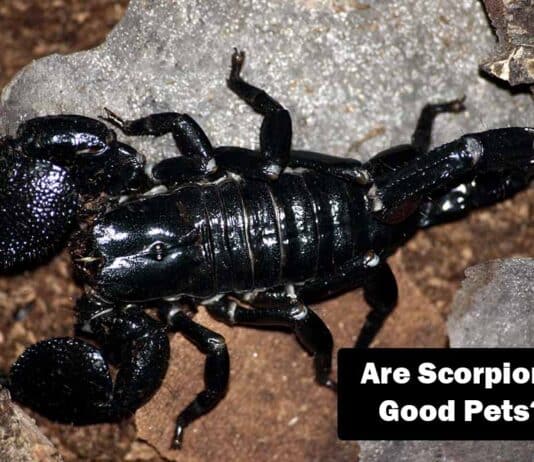 are scorpions for you?