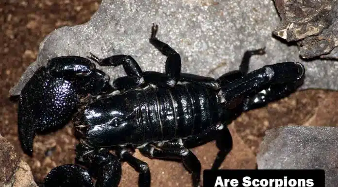 are scorpions for you?