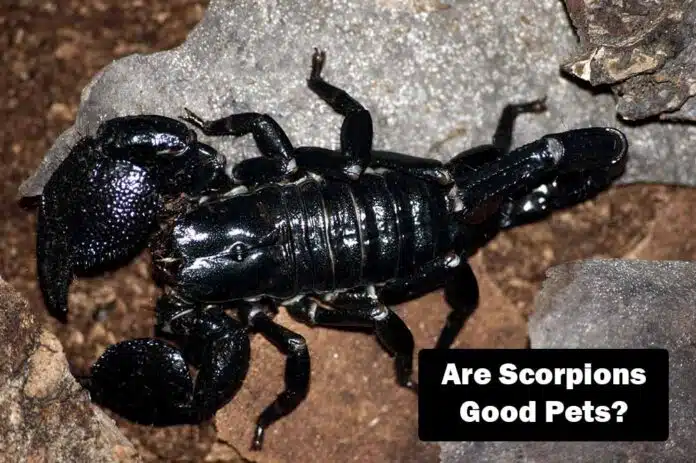 are scorpions for you?