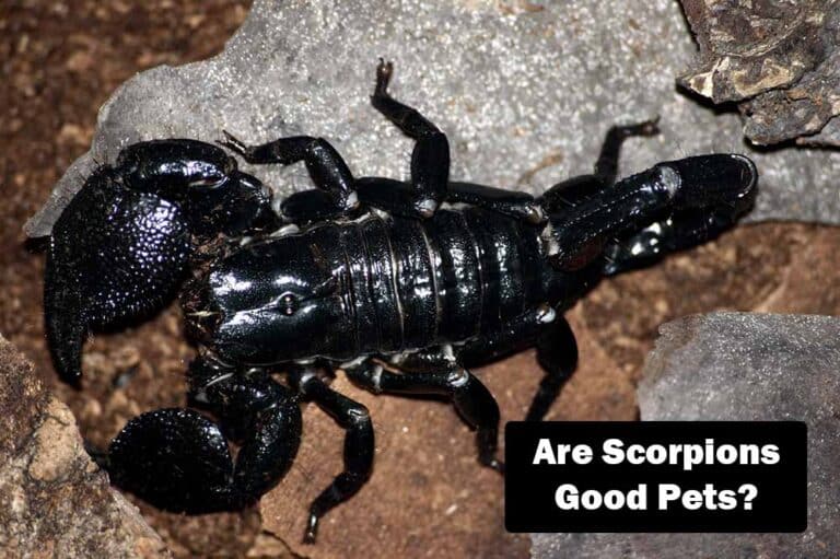 Scorpion care guides