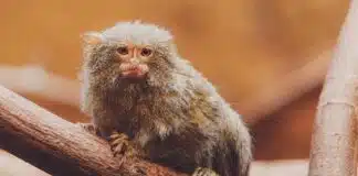 pygmy marmoset lifespan