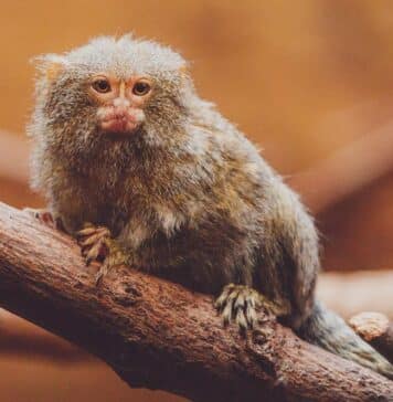 pygmy marmoset lifespan